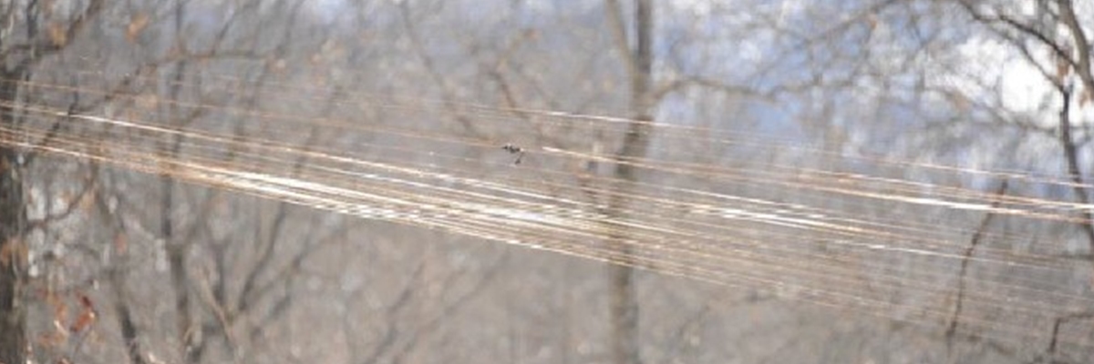 The drone is tangled