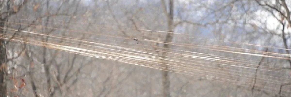 Máy bay không người lái bị vướng.